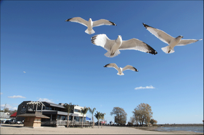 Herring gulls over Gold Coast Beach in Port Dover, On Lake Erie, south coast of Ontario