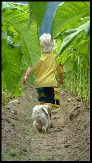 tobacco farm delhi on the Gold Coast south coast of Ontario