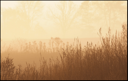 Photograph of fog at Long Point Beach, investment property  on the Gold Coast of Ontario, on Lake Erie