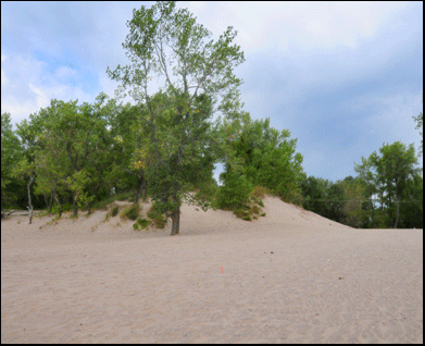 Photograph sand dunes on Long Point Beach, investment property  on the Gold Coast of Ontario, on Lake Erie