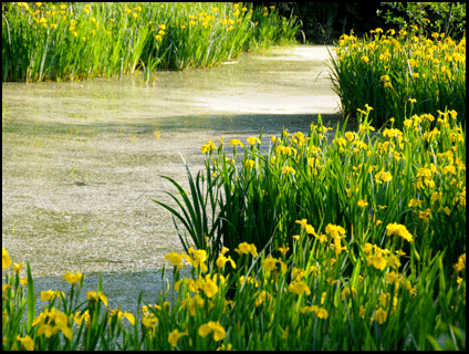 wild irisis in Port Dover, on the trail to Simcoe, Ontario, for sale from the MLS on the Gold Coast in southern Ontario