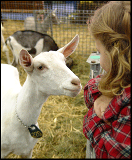 Photograph of goat at the Norfolk County Fair in Simcoe, on the Gold Coast in southern Ontario