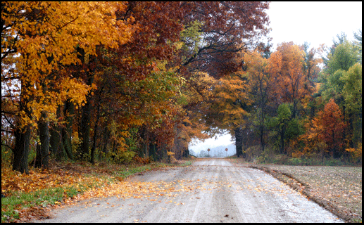 Photograph of autumn leaves in Simcoe, Investment property for sale on the Gold Coast in southern Ontario