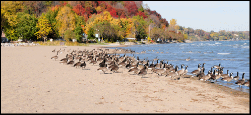 Turkey Point Investment Property Mls Real Estate And Cottages For