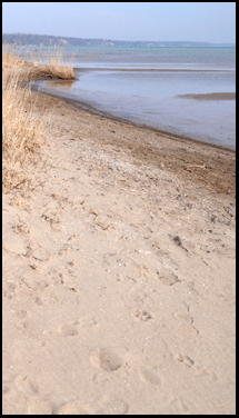 Photograph of sandy beach in Turkey Point on the Gold Coast in Southern Ontario