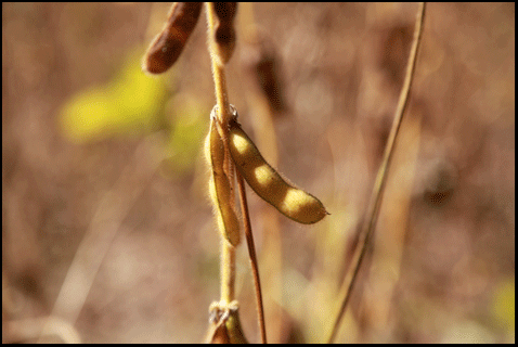 Photograph of soy beans in Waterford, on the Gold Coast in Ontarios Gold Coast