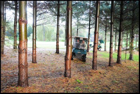 Photograph of trees in Waterford, Gold Coast of Ontario, Norfolk County