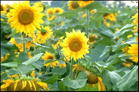 Photograph of sunflowers in Waterford, in Ontarios Gold Coast
