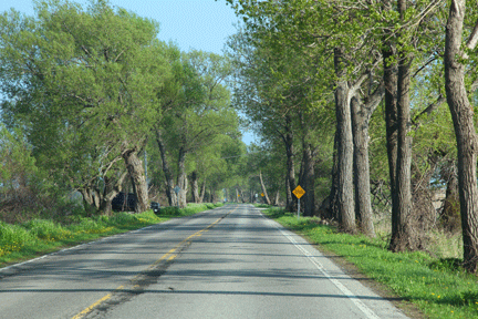 Photograph of turtle crossing on the causeway to Long Point Beach, investment property  on the Gold Coast of Ontario, on Lake Erie