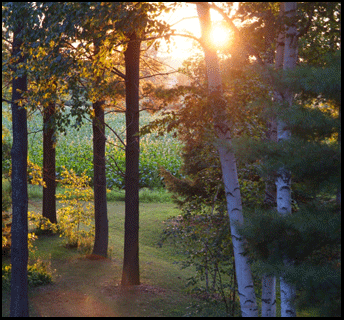 Photograph of sun through the trees in Port Dover,  Investment property for sale  on the Gold Coast in southern Ontario